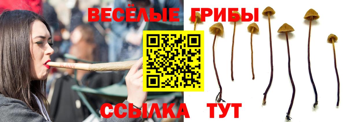 Галлюциногенные грибы GOLDEN TEACHER Курганинск